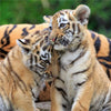 Puzzle Ravensburger - Panda, Tigre y León. 3x49