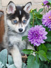 Puzzle Ravensburger - Lindo Husky 500 piezas XL-Doctor Panush