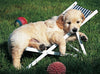Puzzle Ravensburger - Golden Retriever 500 piezas-Doctor Panush