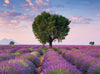 Puzzle Ravensburger - Lavanda en Valensole, Francia 500 piezas-Doctor Panush