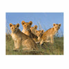 Puzzle Ravensburger - Cachorros de León 500 piezas-Doctor Panush