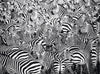 Puzzle Ravensburger - El Desafío de las Zebras 500 piezas-Doctor Panush