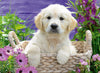 Puzzle Ravensburger - Dulce Golden Retriever. 500 piezas-Ravensburger-Doctor Panush