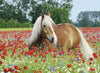Puzzle Ravensburger - Caballo en un campo de amapolas. 500 piezas-Ravensburger-Doctor Panush