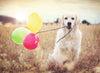Puzzle Ravensburger - Happy Retriever. 500 piezas-Doctor Panush