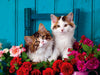 Puzzle Ravensburger - Gatos. 500 piezas XXL
