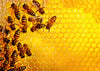 Puzzle Ravensburger - La Colmena - Challenge. 1000 piezas-Puzzle-Ravensburger-Doctor Panush