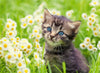 Puzzle Ravensburger - Gatito en el prado. 500 piezas