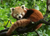 Puzzle Ravensburger - Panda Rojo. 500 piezas
