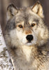 Puzzle Ravensburger - Lobo. 1000 piezas-Puzzle-Ravensburger-Doctor Panush