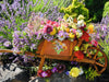 Puzzle Ravensburger - Arreglo Floral 500 piezas XXL-Doctor Panush