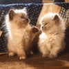 Puzzle Ravensburger - Gatos Himalayos. 500 piezas-Ravensburger-Doctor Panush