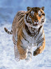 Puzzle Ravensburger - Tigre en la Nieve. 500 piezas-Doctor Panush
