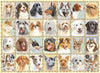 Puzzle Ravensburger - Retratos de perros. 500 piezas-Doctor Panush