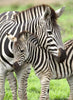 Puzzle Ravensburger 300 piezas - Amor de Zebra-Doctor Panush