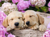 Puzzle Ravensburger 300 piezas - Cachorritos-Doctor Panush