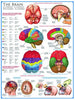 Puzzle Eurographics El Cerebro. 1000 piezas-Puzzle-Eurographics-Doctor Panush