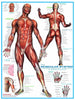 Puzzle Eurographics Sistema Muscular. 1000 piezas-Puzzle-Eurographics-Doctor Panush