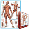 Puzzle Eurographics Sistema Muscular. 1000 piezas-Puzzle-Eurographics-Doctor Panush