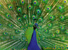 Puzzle Ravensburger - Pavo Real. 500 piezas