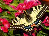 Puzzle Ravensburger - Mariposa. 500 piezas