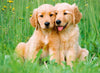 Puzzle Ravensburger Puppies Collection: los hermanos Golden Retriever. 500 piezas