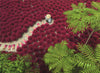 Puzzle Ravensburger - Mar de Rojo. 500 piezas