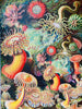 Puzzle vintage de 1000 piezas de actinias marinas-Puzzle-Penny Puzzle-Doctor Panush