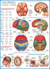 El cerebro-Puzzle-Eurographics Puzzles Europe-Doctor Panush