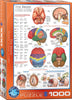 El cerebro-Puzzle-Eurographics Puzzles Europe-Doctor Panush