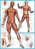 El sistema muscular-Puzzle-Eurographics Puzzles Europe-Doctor Panush