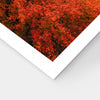 Puzzle Pintoo - Kiyomizu-dera - Kyoto, Japan. 1000 piezas-Puzzle-Pintoo-Doctor Panush