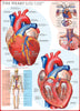 El Corazón-Puzzle-Eurographics Puzzles Europe-Doctor Panush