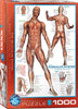 El sistema muscular-Puzzle-Eurographics Puzzles Europe-Doctor Panush