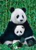 Panda y bebé-Puzzle-Eurographics Puzzles Europe-Doctor Panush