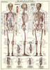 El sistema esquelético-Puzzle-Eurographics Puzzles Europe-Doctor Panush