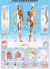 El cuerpo humano-Puzzle-Eurographics Puzzles Europe-Doctor Panush