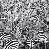 Puzzle Ravensburger - El Desafío de las Zebras 500 piezas-Doctor Panush