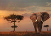 Puzzle Ravensburger - Elefante de los Masai Mata. 1000 piezas-Doctor Panush