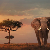 Puzzle Ravensburger - Elefante de los Masai Mata. 1000 piezas-Doctor Panush