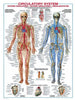 Circulatory System-Puzzle-Eurographics-Doctor Panush