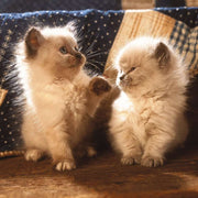 Puzzle Ravensburger - Gatos Himalayos. 500 piezas-Ravensburger-Doctor Panush
