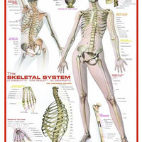 The Skeletal System-Puzzle-Eurographics-Doctor Panush