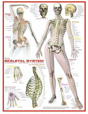 The Skeletal System-Puzzle-Eurographics-Doctor Panush