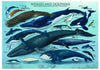 Puzzle Eurographics - Delfines y Ballenas. 1000 piezas-Puzzle-Eurographics-Doctor Panush