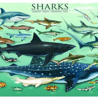 Puzzle Eurographics - Tiburones. 1000 piezas-Puzzle-Eurographics-Doctor Panush