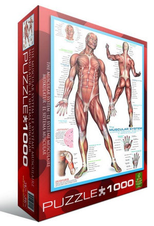 Puzzle Eurographics Sistema Muscular. 1000 piezas-Puzzle-Eurographics-Doctor Panush